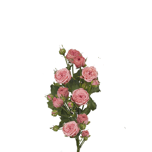 Корал Йо-Йо